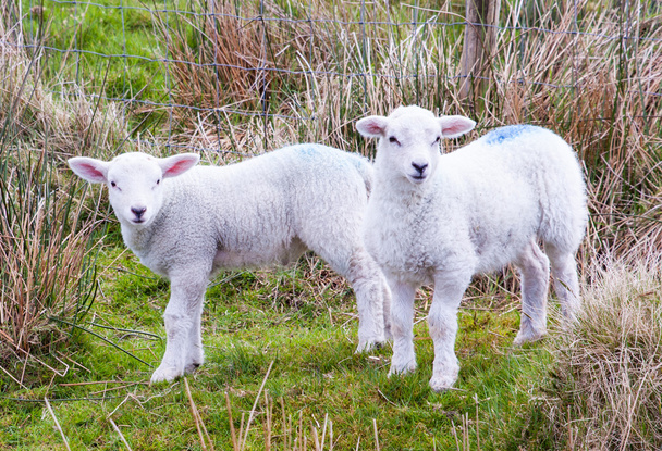 Jonge lammeren in de bergen van Mourne - Foto, afbeelding
