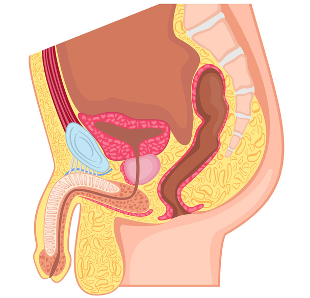 Male reproductive system  - Vector, Image