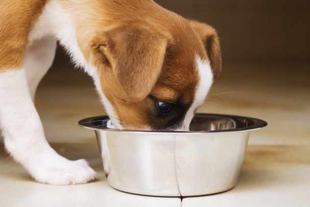 little puppy who is drinking in a bowl - Photo, image