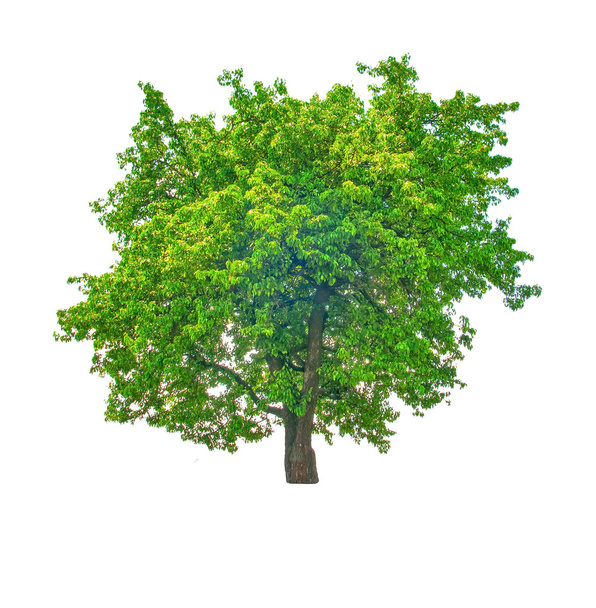 listnatý strom - Fotografie, Obrázek
