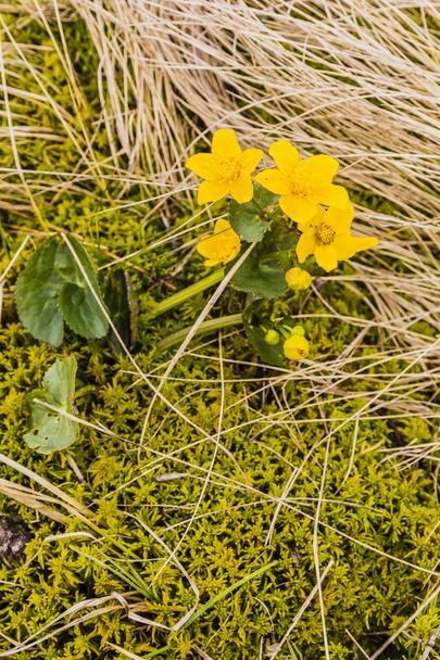 Caltha palustris (pântano-calêndula, copo de rei) - flor amarela
. - Foto, Imagem