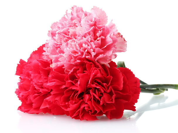 Bouquet of carnations isolated on white - Φωτογραφία, εικόνα