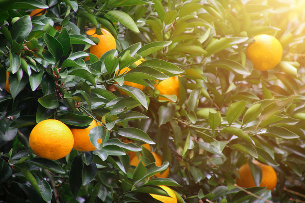 Naranjo fruta
 - Foto, Imagen