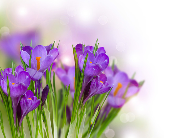 Crocus Spring Flowers - Foto, immagini
