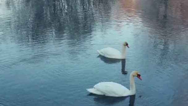Pájaros nadadores en el río. Pluma de limpieza de cisne. Cisnes blancos nadando en el lago
 - Imágenes, Vídeo