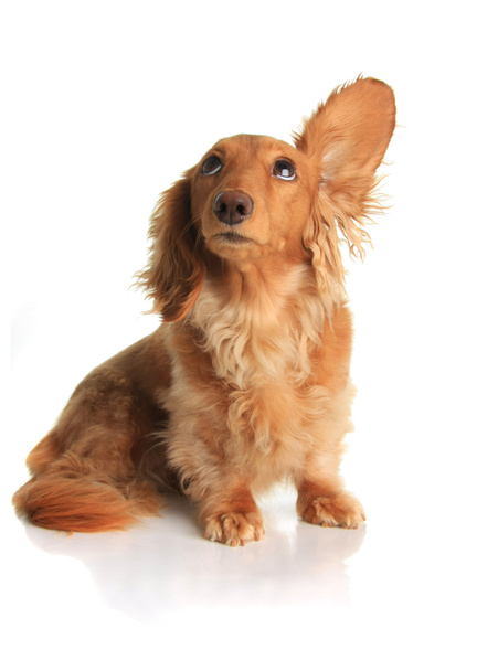 Звуковая собака
 - Фото, изображение