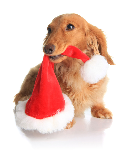 Csintalan Santa kutya - Fotó, kép