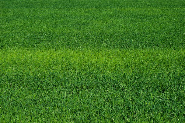 grüne Weizenfelder bei Tageslicht, Hintergrund - Foto, Bild
