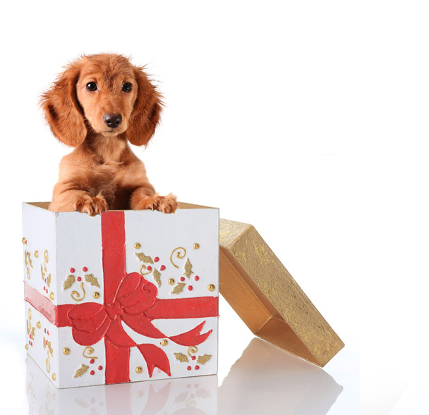 Christmas puppy present - Valokuva, kuva