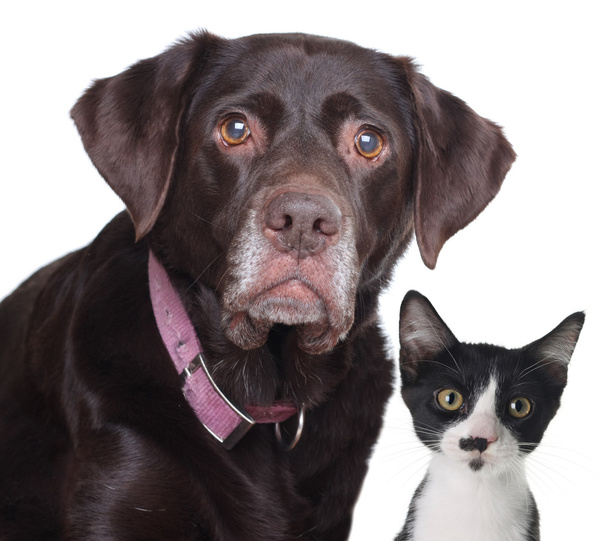 Gato e cão
 - Foto, Imagem