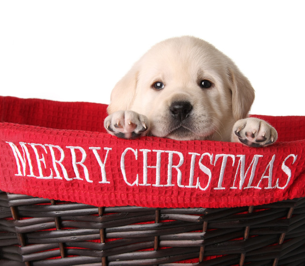 Merry Christmas puppy - Foto, afbeelding