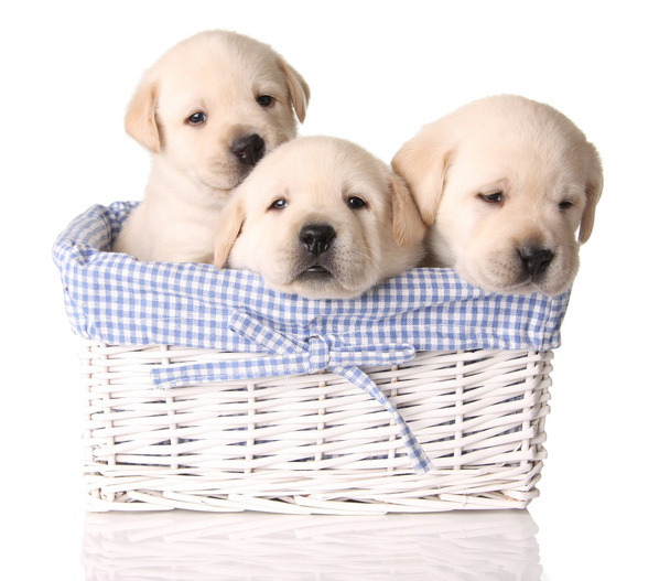 Lab pups - Foto, afbeelding