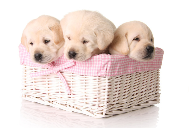 Cachorros rosas
 - Foto, imagen