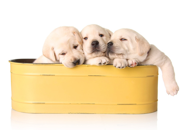 gele lab pups - Foto, afbeelding