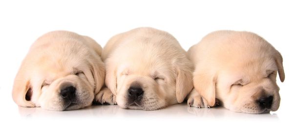 slaperig pups - Foto, afbeelding