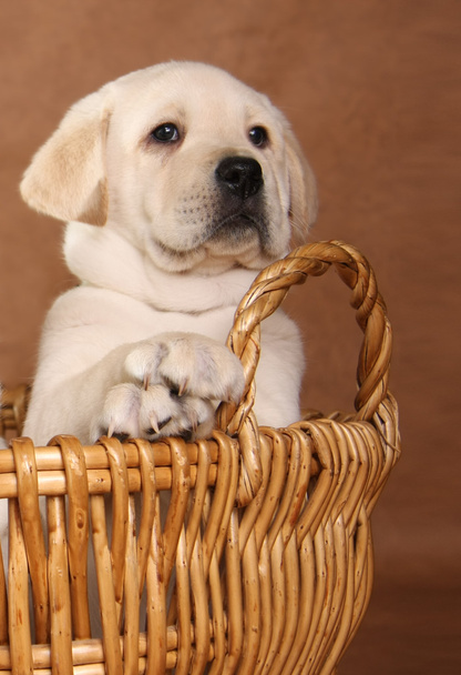 gele lab pup - Foto, afbeelding