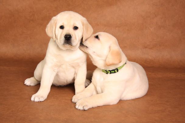 Labrador yavruları - Fotoğraf, Görsel