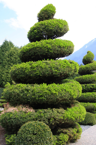 Large evergreen topiary - Photo, Image