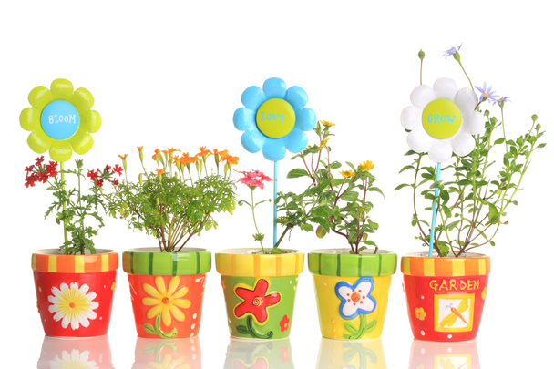 Pots colorés avec de jolies fleurs
 - Photo, image