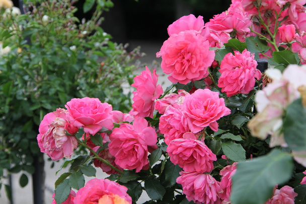 krásná růžová zahrada - Fotografie, Obrázek