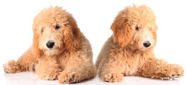 Golden doodle puppies - Photo, Image
