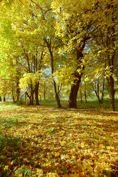 Forêt d'érables
 - Photo, image