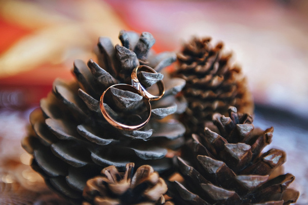 Wedding rings on spruce cones. Ring with stone. - Photo, Image