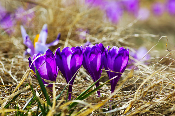 Tavaszi sáfrány virágok zöld természetes háttér. Szelektív összpontosít - Fotó, kép