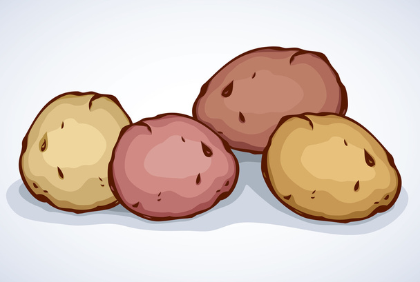 Aardappel. Vector tekening - Vector, afbeelding