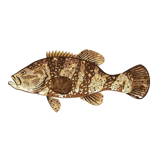 Goliath Grouper Gamefish ocean vector illustration - Vetor, Imagem