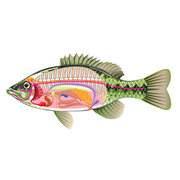 Fish internal organs Vector Art diagram Anatomy without Labels - Διάνυσμα, εικόνα