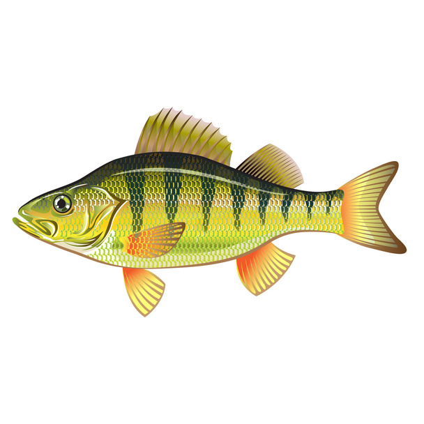 Freshwater Yellow Perch Vector Art graphic design file - Διάνυσμα, εικόνα