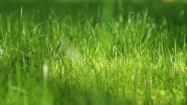 césped de hierba en una tarde soleada
 - Metraje, vídeo