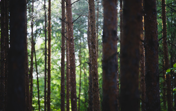 in the forest - Fotografie, Obrázek