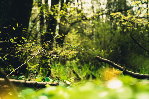in the forest - Foto, Bild