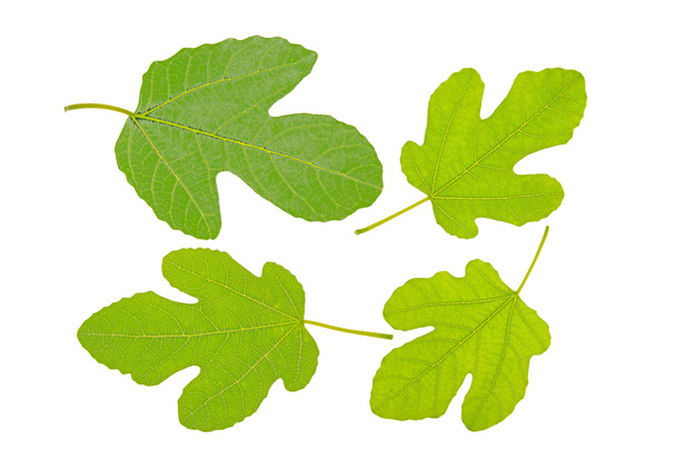 Фиговые листья
 - Фото, изображение