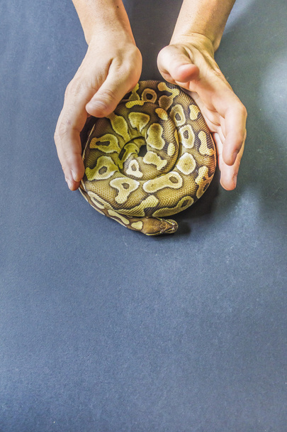 homme tenant serpent
 - Photo, image
