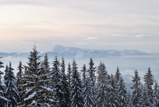 βουνό hoverla το χειμώνα - Φωτογραφία, εικόνα