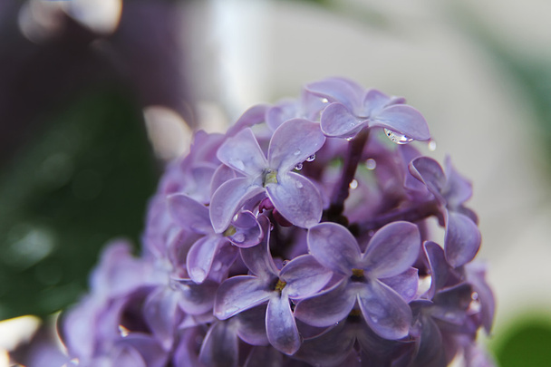 Закрытие весенних фиолетовых цветов сирени с капельками воды
 - Фото, изображение