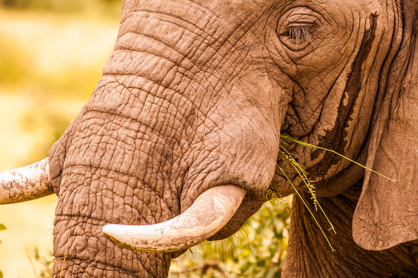 άγρια αφρικανικός ελέφαντας - Φωτογραφία, εικόνα