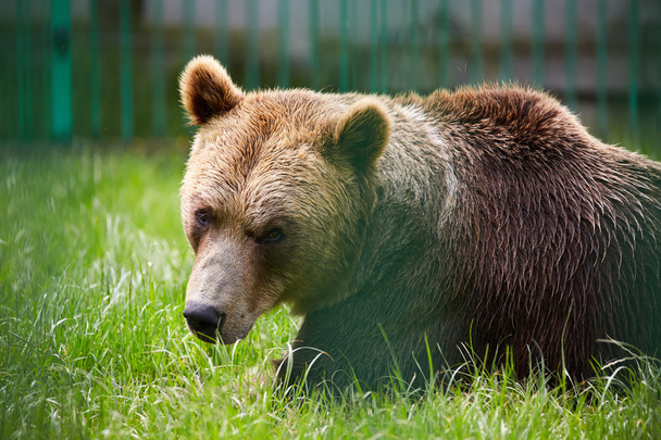 brown bear in grass - Zdjęcie, obraz