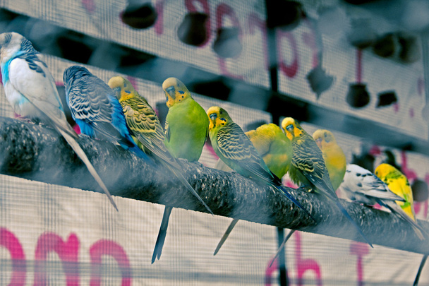 Lovebirds in cage, Индия
 - Фото, изображение