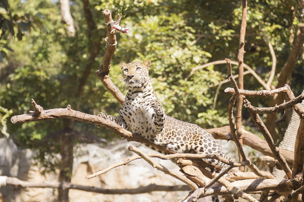 Leopardo caminando sobre el árbol
  - Foto, Imagen