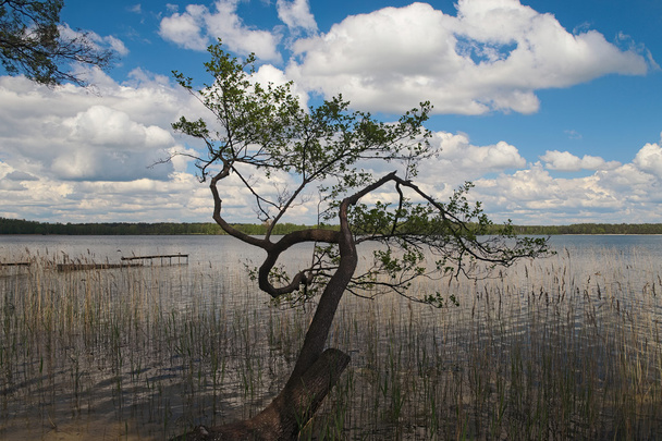 Lac et forêt pittoresques. L'arbre au tronc insolite (Pisochne ozero, Ukraine
).  - Photo, image