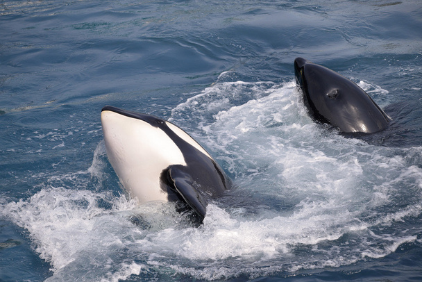 δύο φάλαινες δολοφόνων - Φωτογραφία, εικόνα