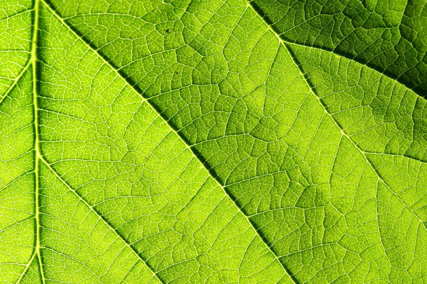 Green leaf vein - Foto, Imagem
