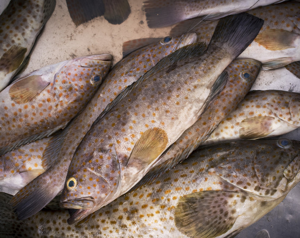 Fresh grouper fishs. - Photo, Image