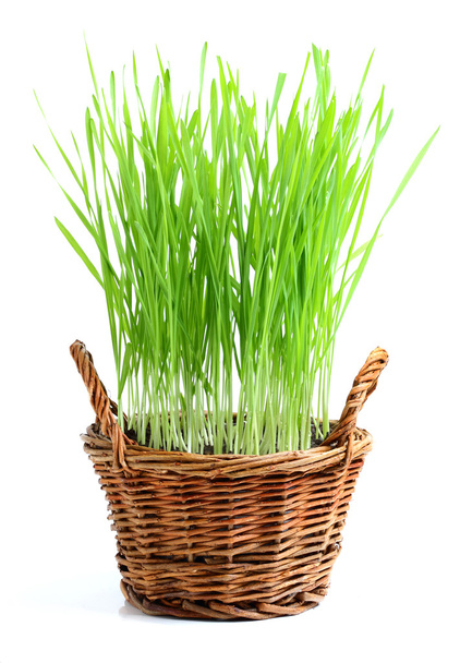 Sprouted wheat in a wicker basket. - Foto, Imagem