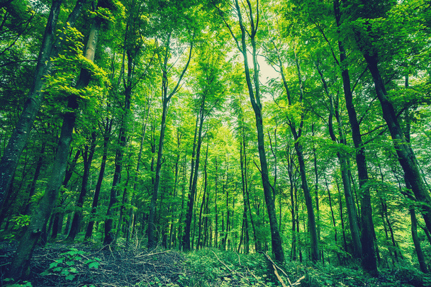 Δάσος σε πράσινο χρώμα - Φωτογραφία, εικόνα