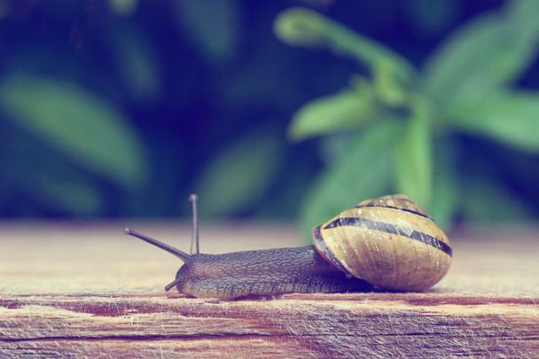 Slug in a garden - Photo, Image